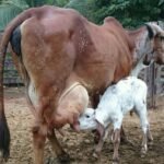 tipos de pastos para ganado lechero