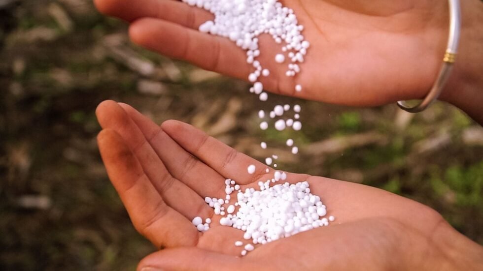 Uso De Urea En Ganado Bovino Pasturas Tropicales