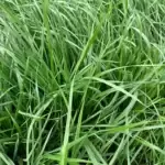Pasto Ryegrass o Raygrass (Lolium spp)
