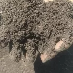 abonos para pastos