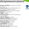 ficha tecnica brachiaria dictyoneura llanero