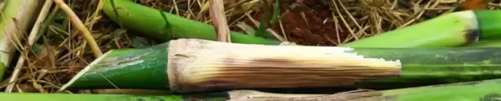 semilla de pasto cuba 22