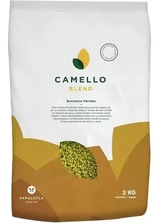 semilla de pasto camello