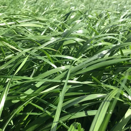 semilla de pasto raygrass dorcas