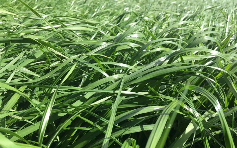 semilla de pasto raygrass dorcas