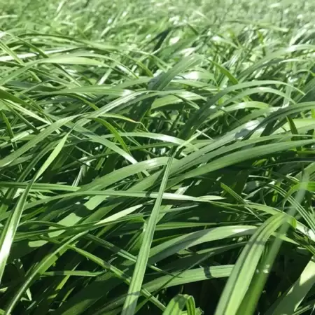 semilla de pasto raygrass dorcas