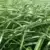 semilla de pasto raygrass dorcas