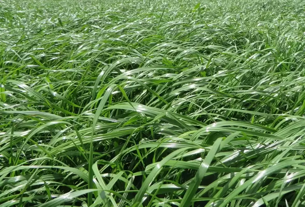 semilla de pasto raygrass ibex