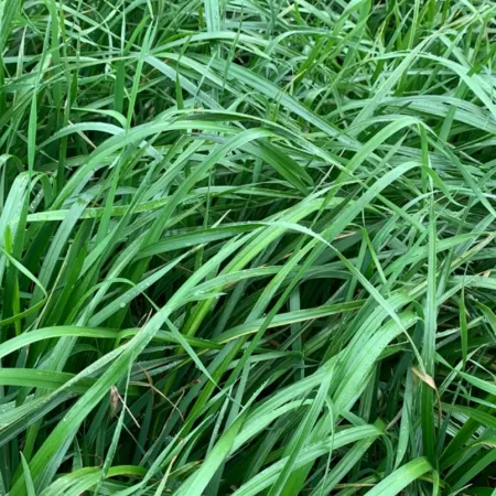 semilla pasto raygrass bartigra
