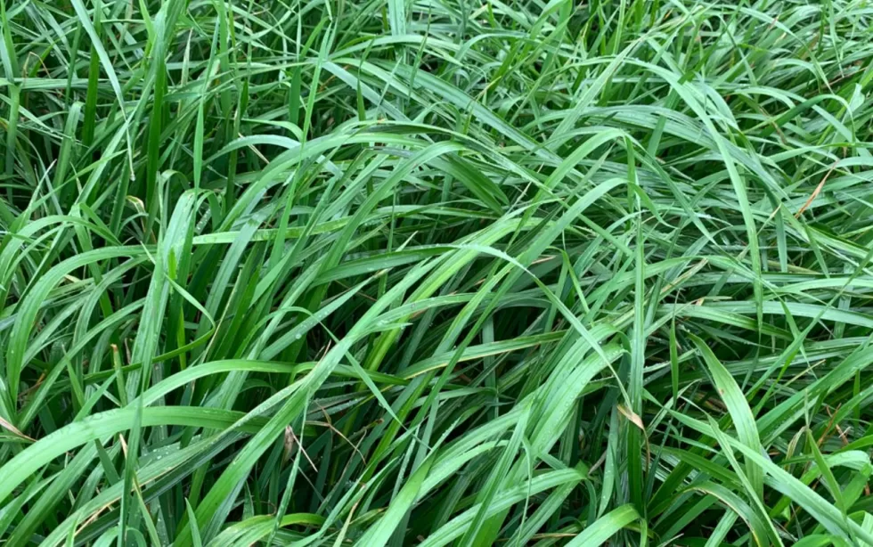 semilla pasto raygrass bartigra