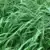 semilla pasto raygrass bartigra