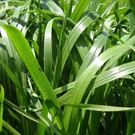 semilla pasto raygrass big daddy