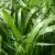 semilla pasto raygrass big daddy