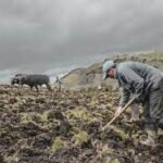 Siembra de pasto al voleo