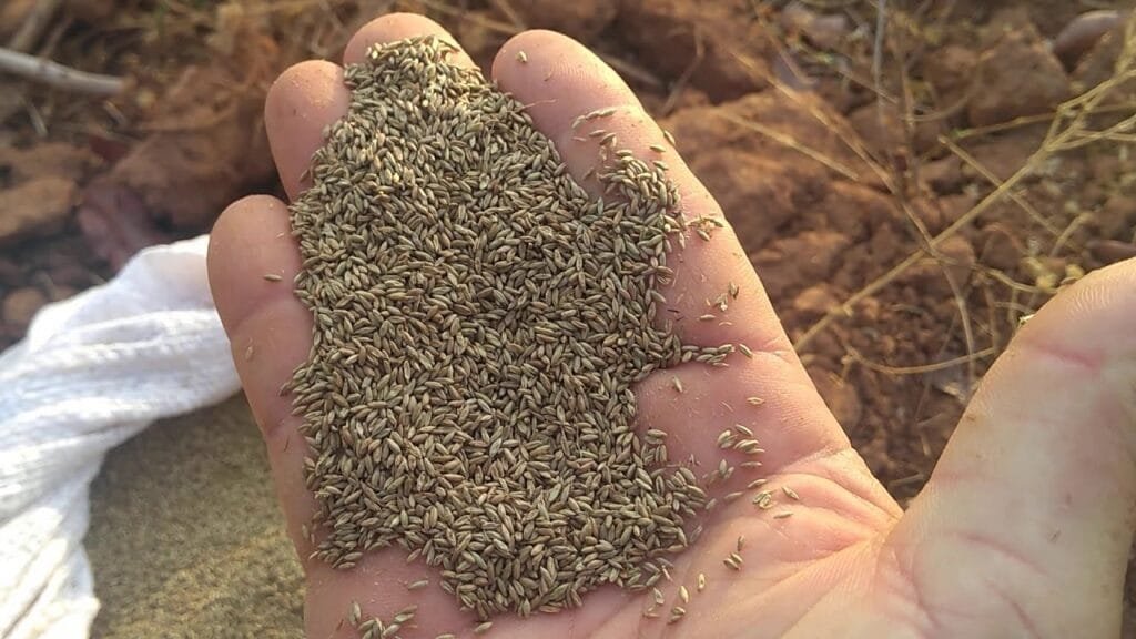 venta de semillas de pasto para ganado