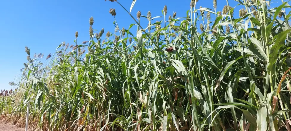 Semilla de sorgo forrajero dulce para ensilaje