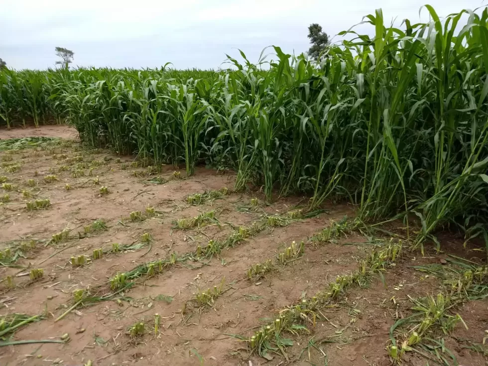 sorgo forrajero dulce para ensilaje S-600 D