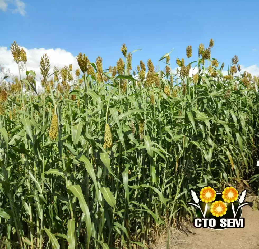 sorgo forrajero dulce para ensilaje sd600