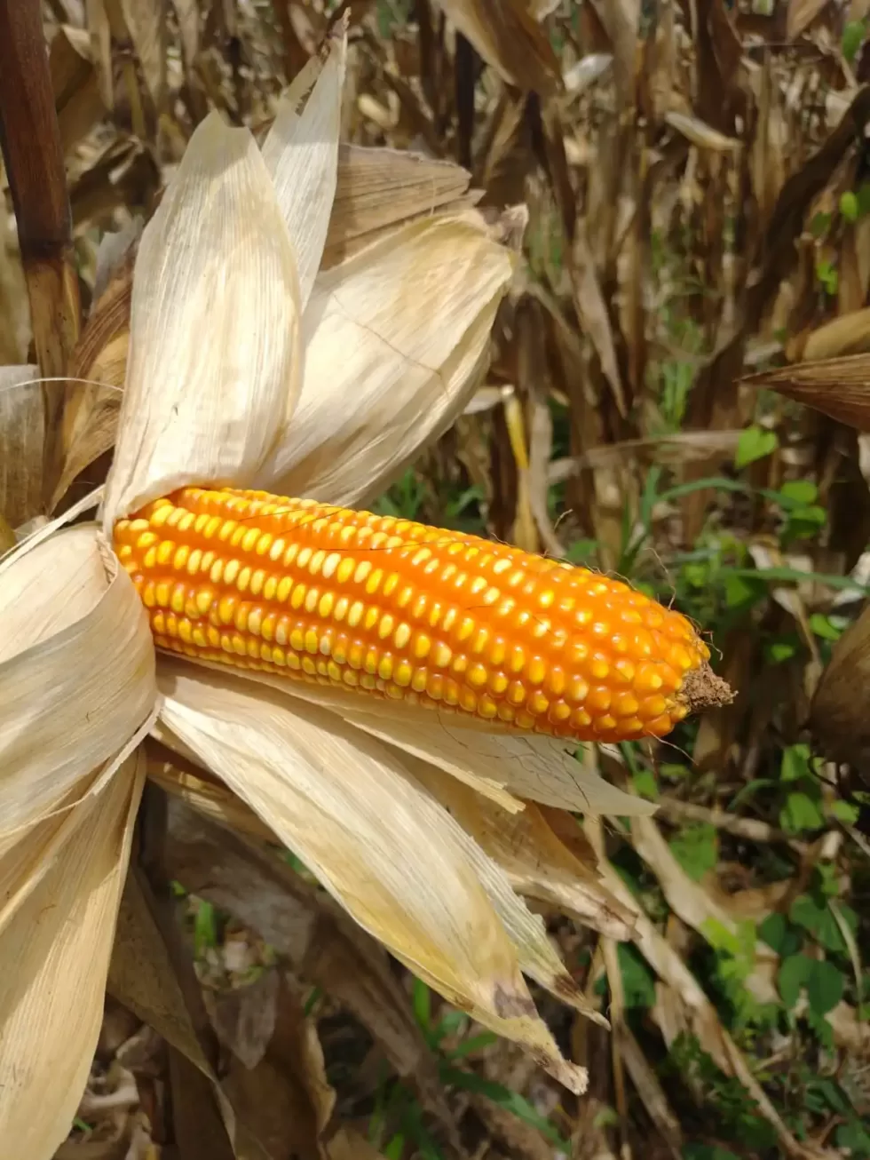 Semilla de maíz para ensilaje y grano V-117