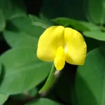 Flor de maní forrajero
