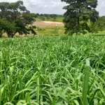 Pasto miyagui en Colombia costos de siembra