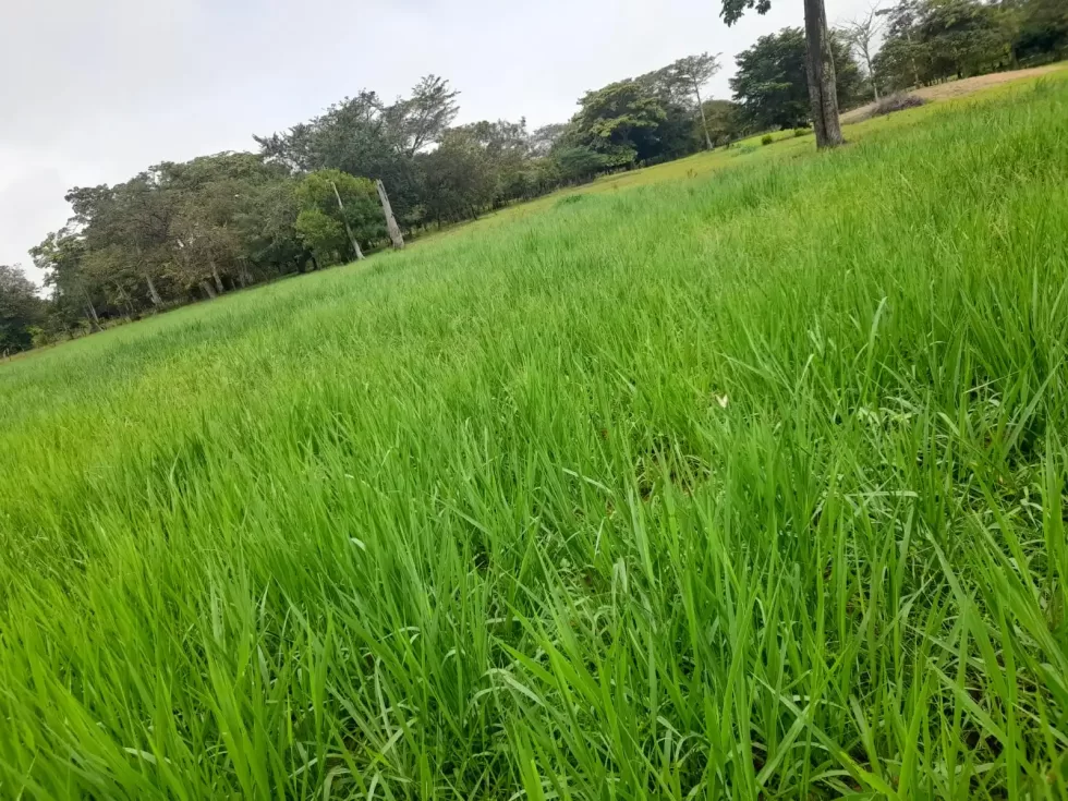 Potrero de pasto miyagui