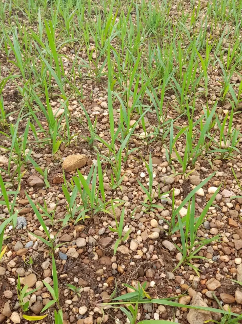 germinacion semilla miyagui