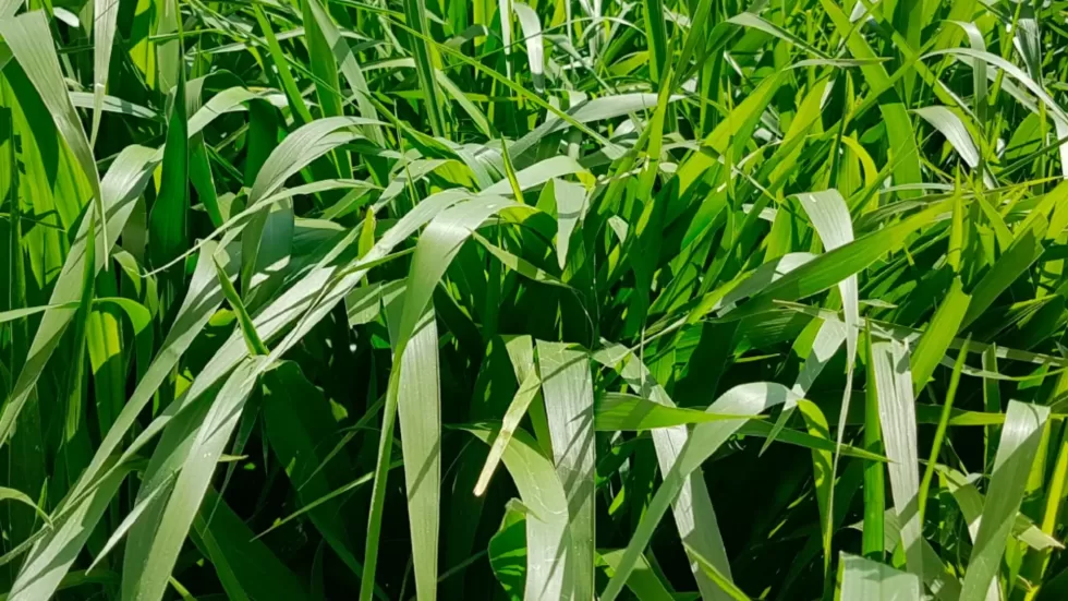 Pasto Brachiaria decumbens