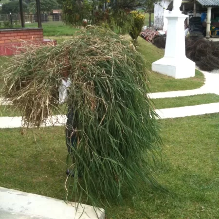 Estolones maduros de pasto tifton