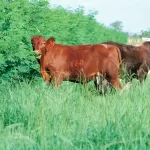 Leucaena leguminosa forrajera