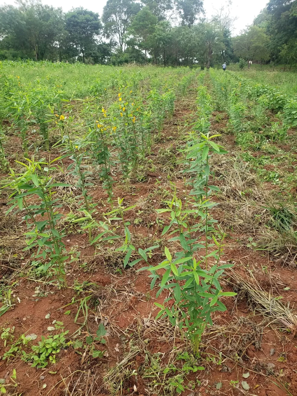 Crotalaria cobertura