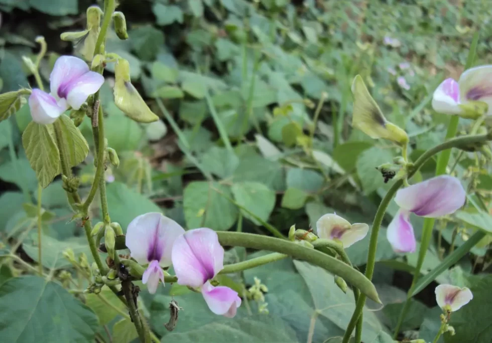 Pueraria kudzu