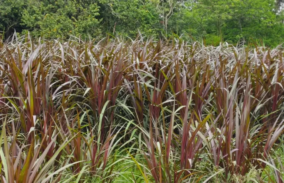 Pasto corte king grass