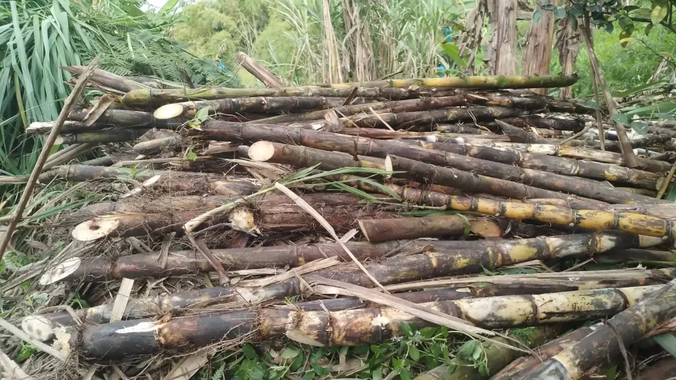 Semilla caña forrajera ganado