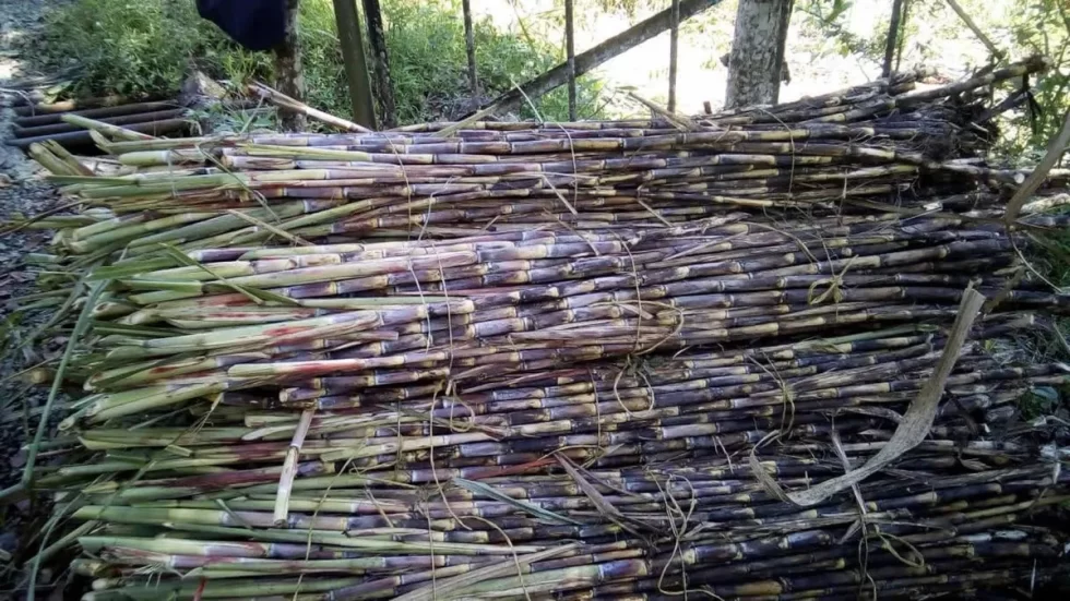 semilla caña forrajera