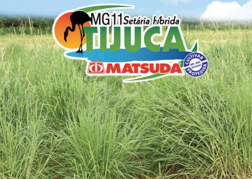 pasto tijuca