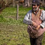 como sembrar pastos al voleo