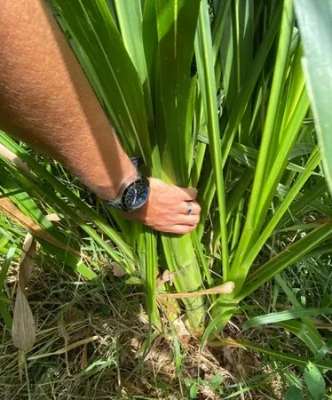 Semilla del pasto clon 51