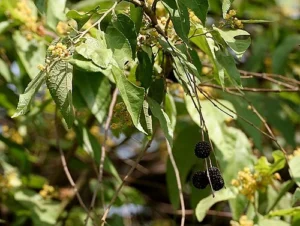 Guasimo arbol forrajero del tropico