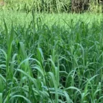 pasto jiggs para ganaderia