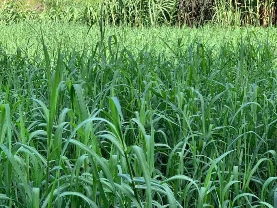 pasto jiggs para ganaderia