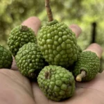 arbol forrajero guasimo semillas