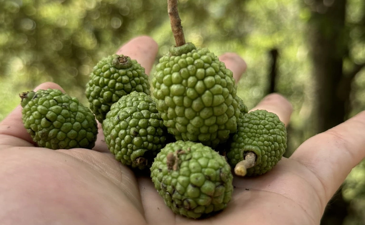 arbol forrajero guasimo semillas