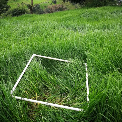 cuantas vacas caben en una hectarea de pasto
