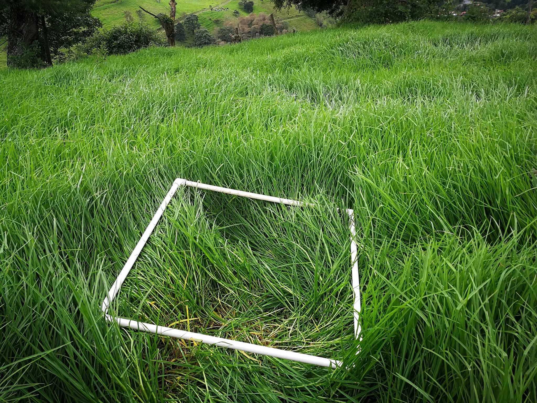 cuantas vacas caben en una hectarea de pasto