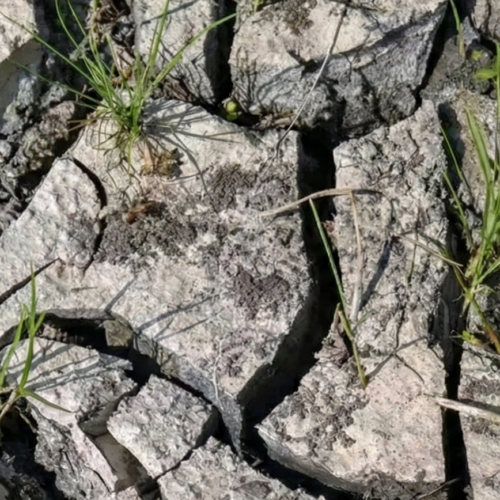 Pastos para ganado en temporada seca