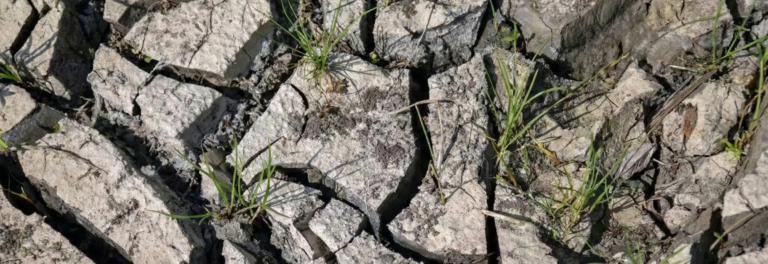 Pastos para ganado en temporada seca