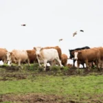 Los pasos para sembrar pastos