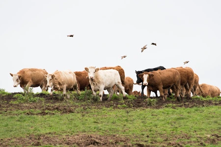 Los pasos para sembrar pastos