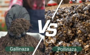Pollinaza y gallinaza para ganado